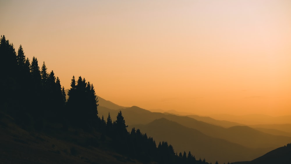 silhouette of trees during sunset