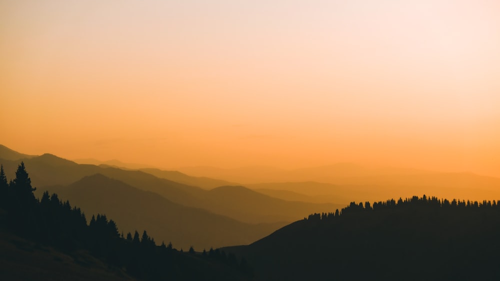 silhouette of trees during sunset