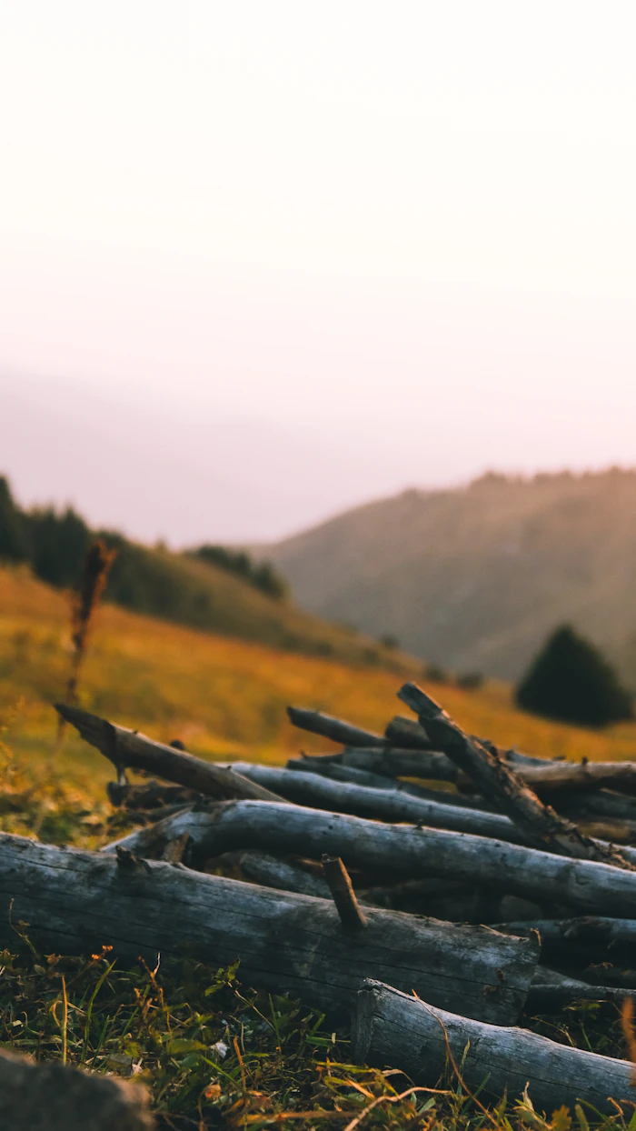Wooden logs on the ground during daylight