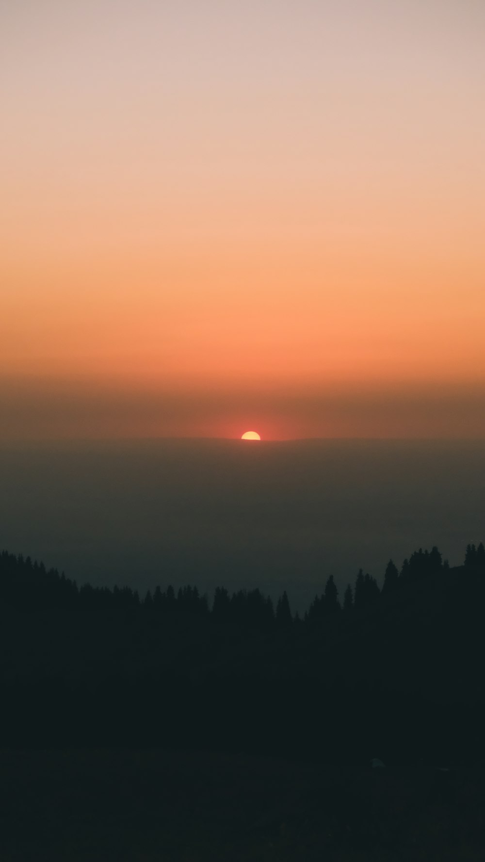 silhouette of trees during sunset