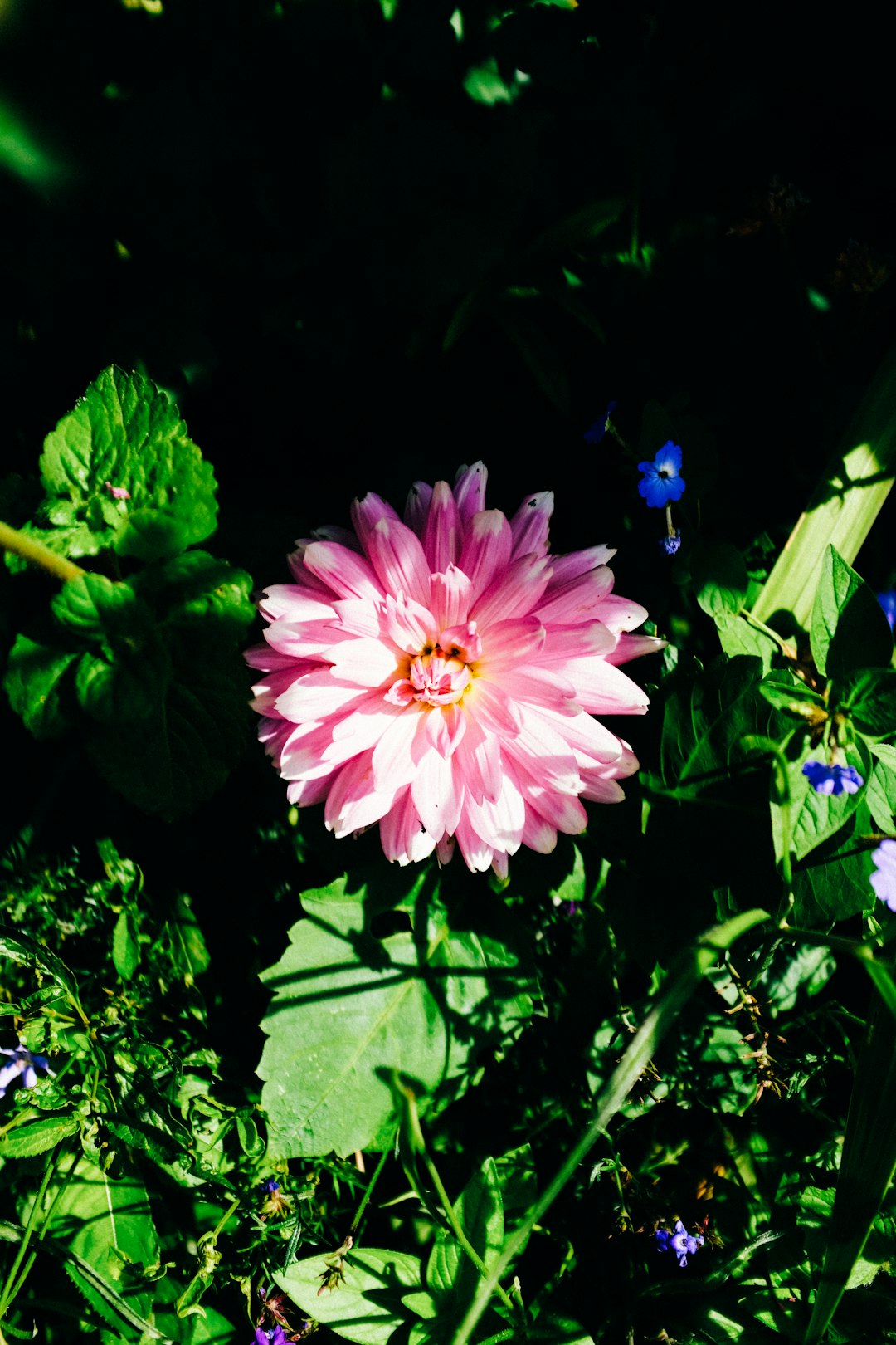 pink flower with green leaves