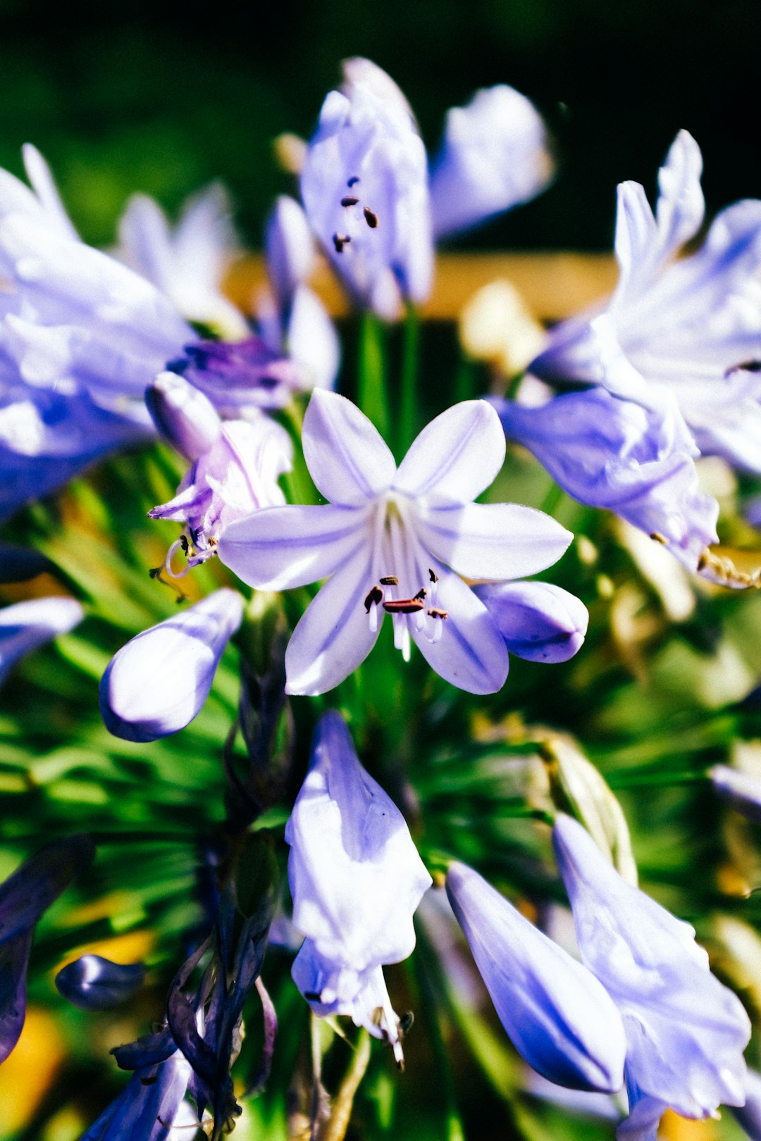 purple flowers in tilt shift lens