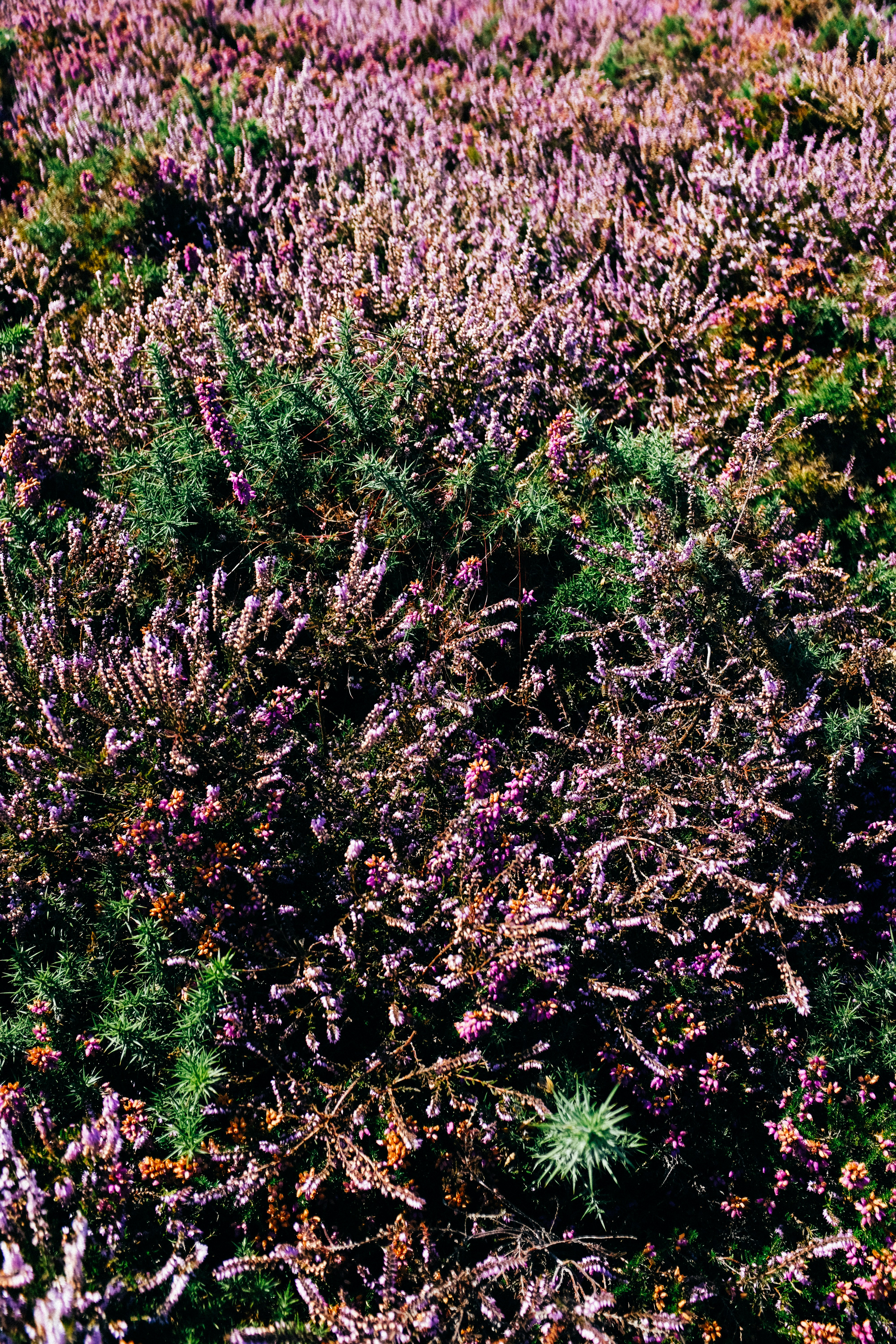 Photo by adrienolichon