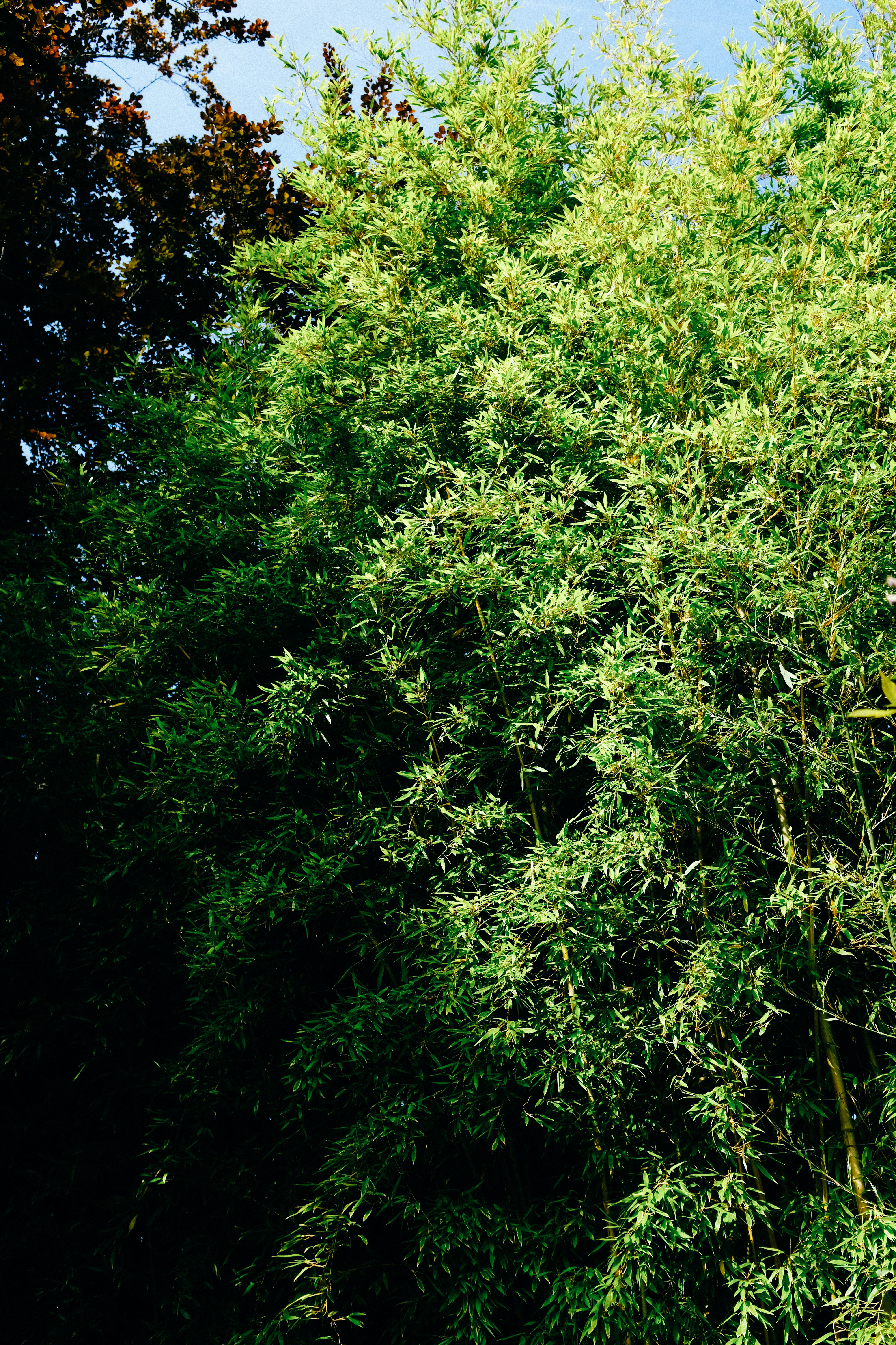 Photo by adrienolichon