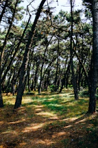 A serene pine forest in Nõmme with soft sunlight filtering through tall green trees.