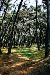 A serene pine forest with sunlight filtering through the branches, evoking calm and inspiration.