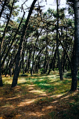 A serene pine forest in Nõmme with soft sunlight filtering through tall green trees.
