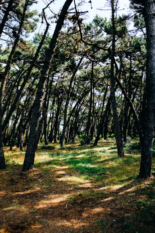 A serene pine forest with soft sunlight filtering through the branches, evoking calm and grounding.