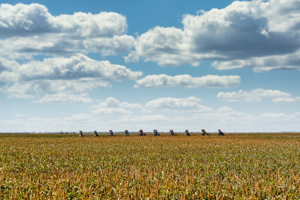 brown grass field under white clouds and blue sky during daytime