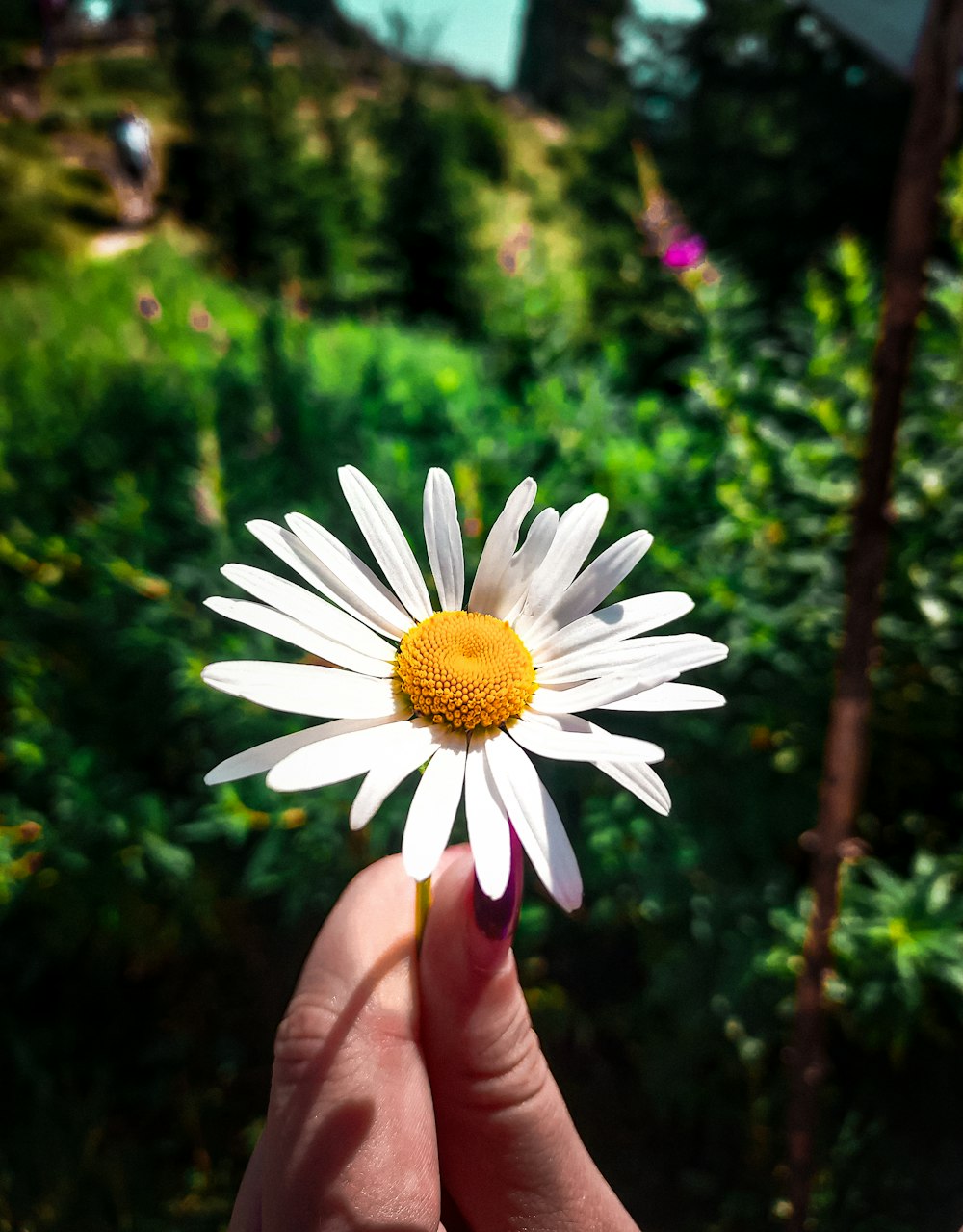 person holding white daisy flower