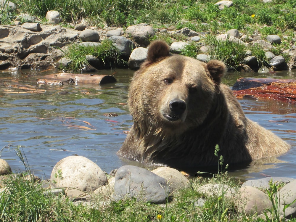 brown bear on body of water during daytime