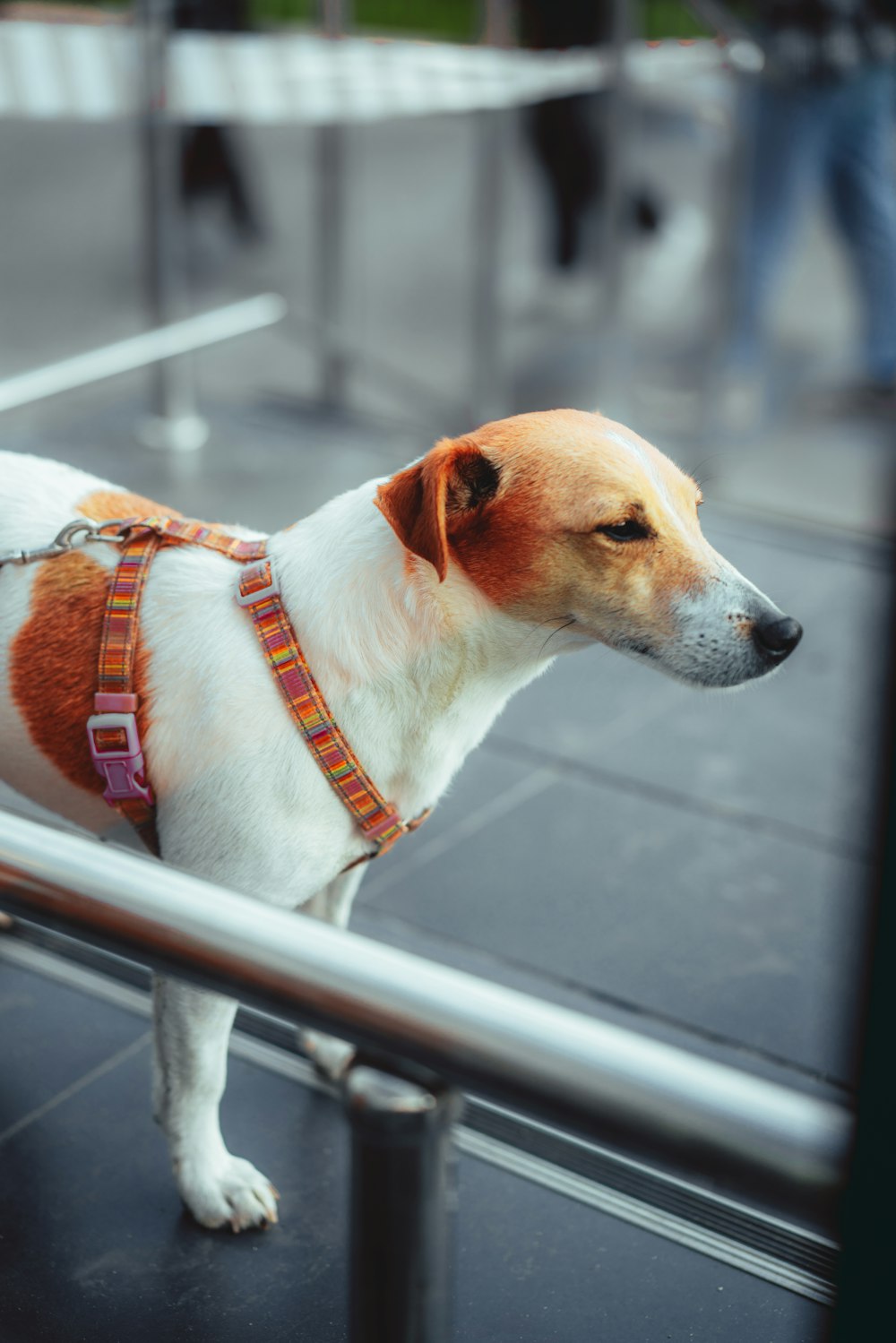 white and brown short coated dog on gray metal bar during daytime