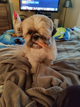 A fluffy dog sits on a bed surrounded by soft blankets, holding a small treat in its mouth. The background includes a television screen and a bag of chips, with a lamp and other household items visible.