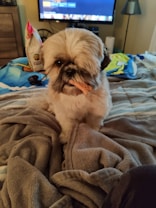 A fluffy dog sits on a bed surrounded by soft blankets, holding a small treat in its mouth. The background includes a television screen and a bag of chips, with a lamp and other household items visible.