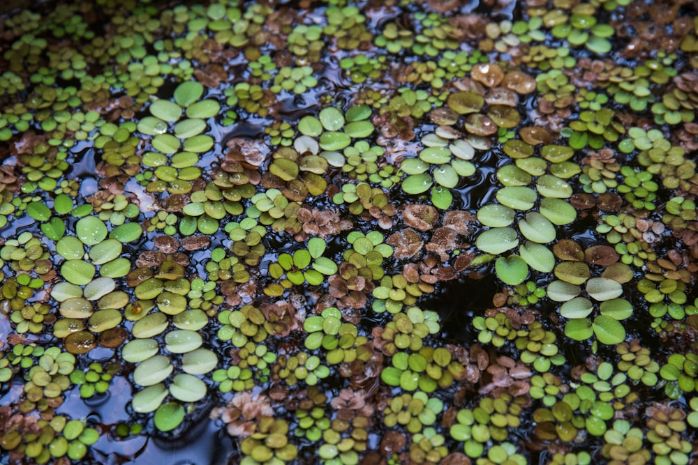 hojas verdes en el agua durante el día