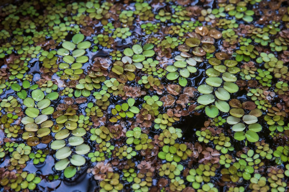 green leaves on water during daytime