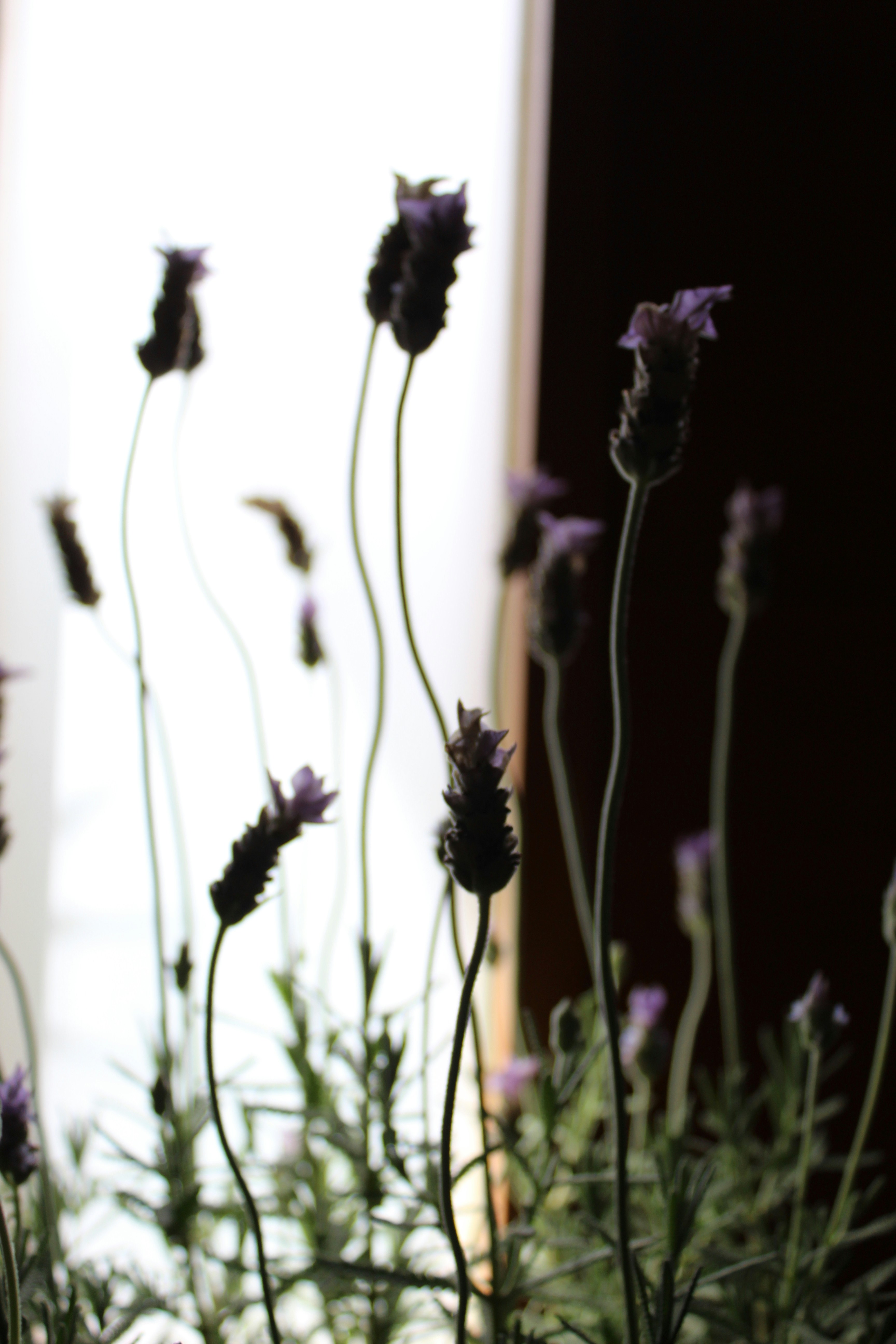 Photo by marianaglezc