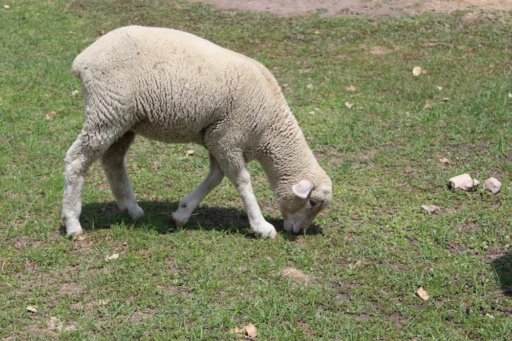 moutons blancs sur un champ d’herbe verte pendant la journée