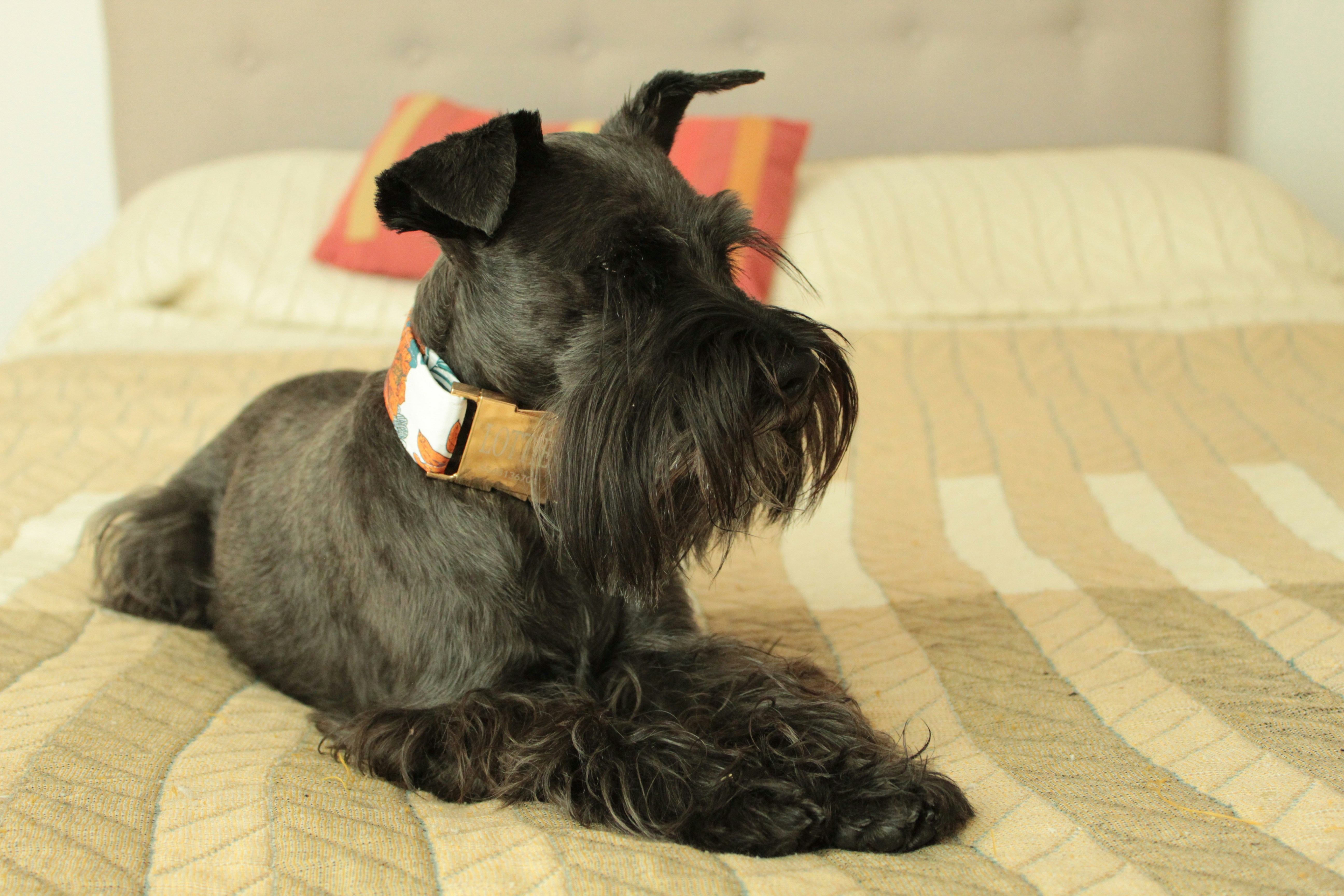 Are Miniature Schnauzer Good Family Dogs?