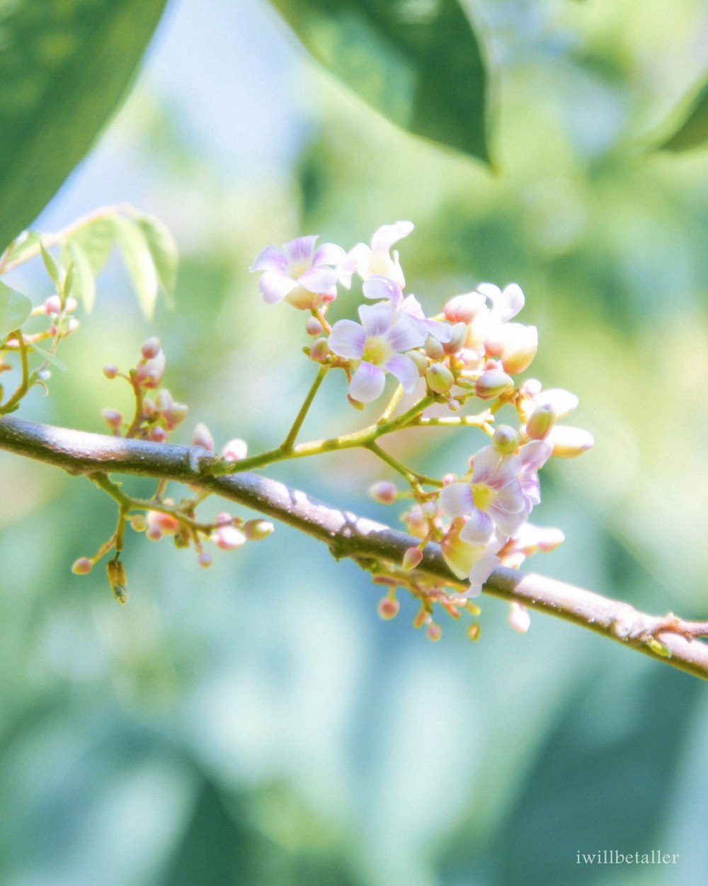 pink and white flower on brown tree branch