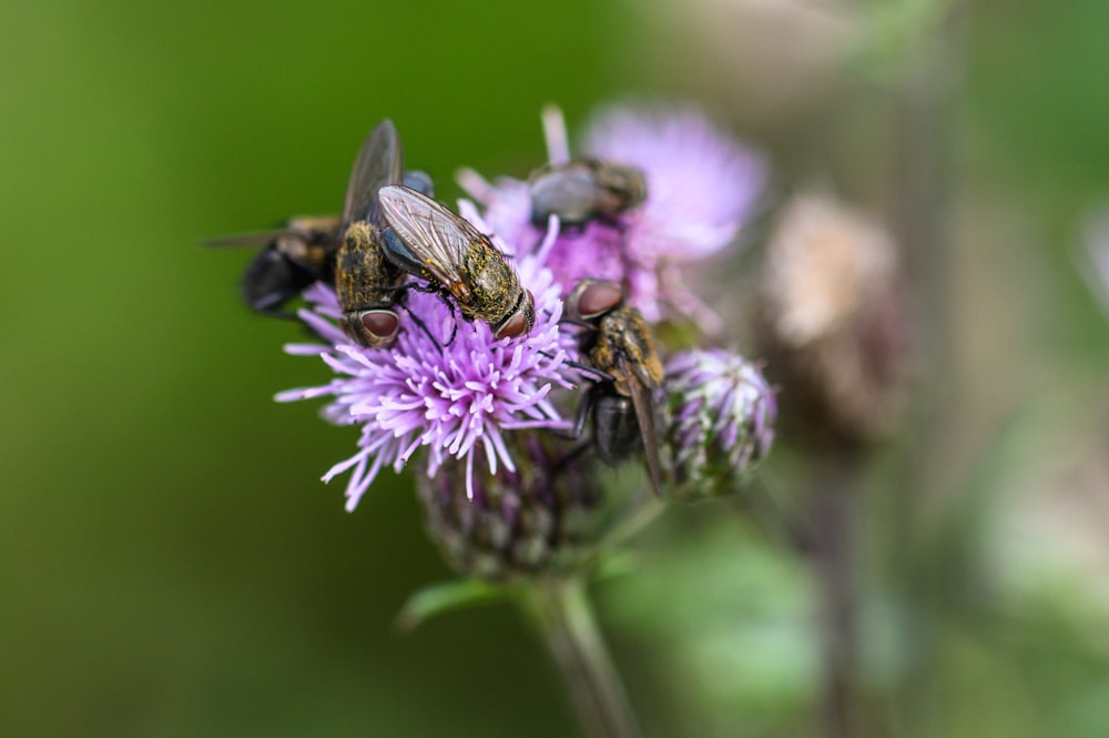 black and brown bee on purple flower