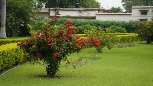 A lush garden after a detailed maintenance session with trimmed bushes and vibrant flowers.