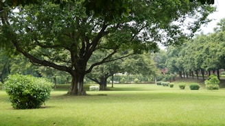 green tree on green grass field during daytime