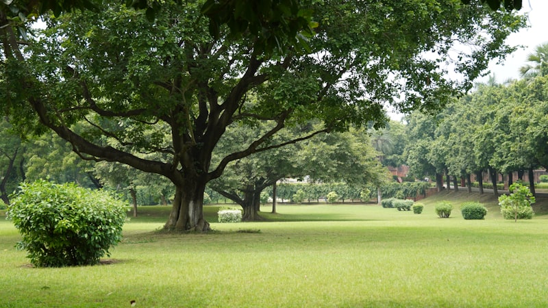 Jardines verdes del parque