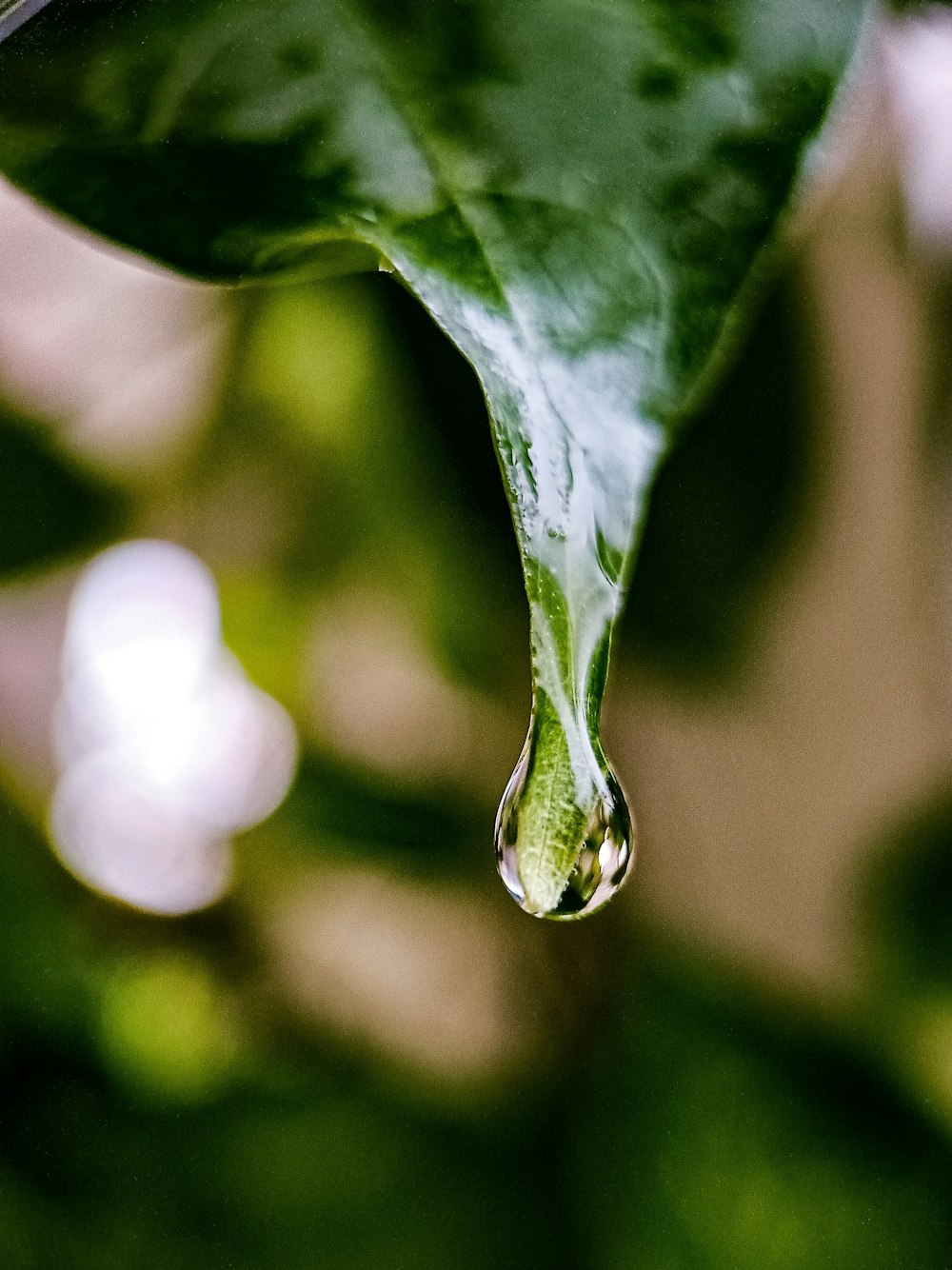 water dew on green leaf