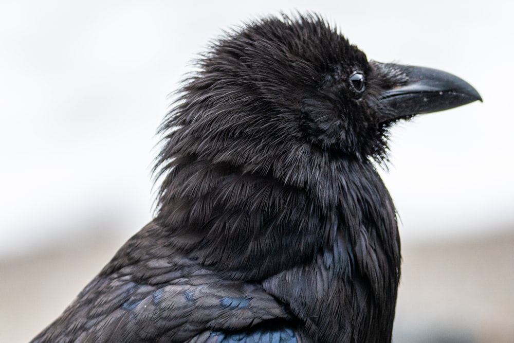 black crow in close up photography