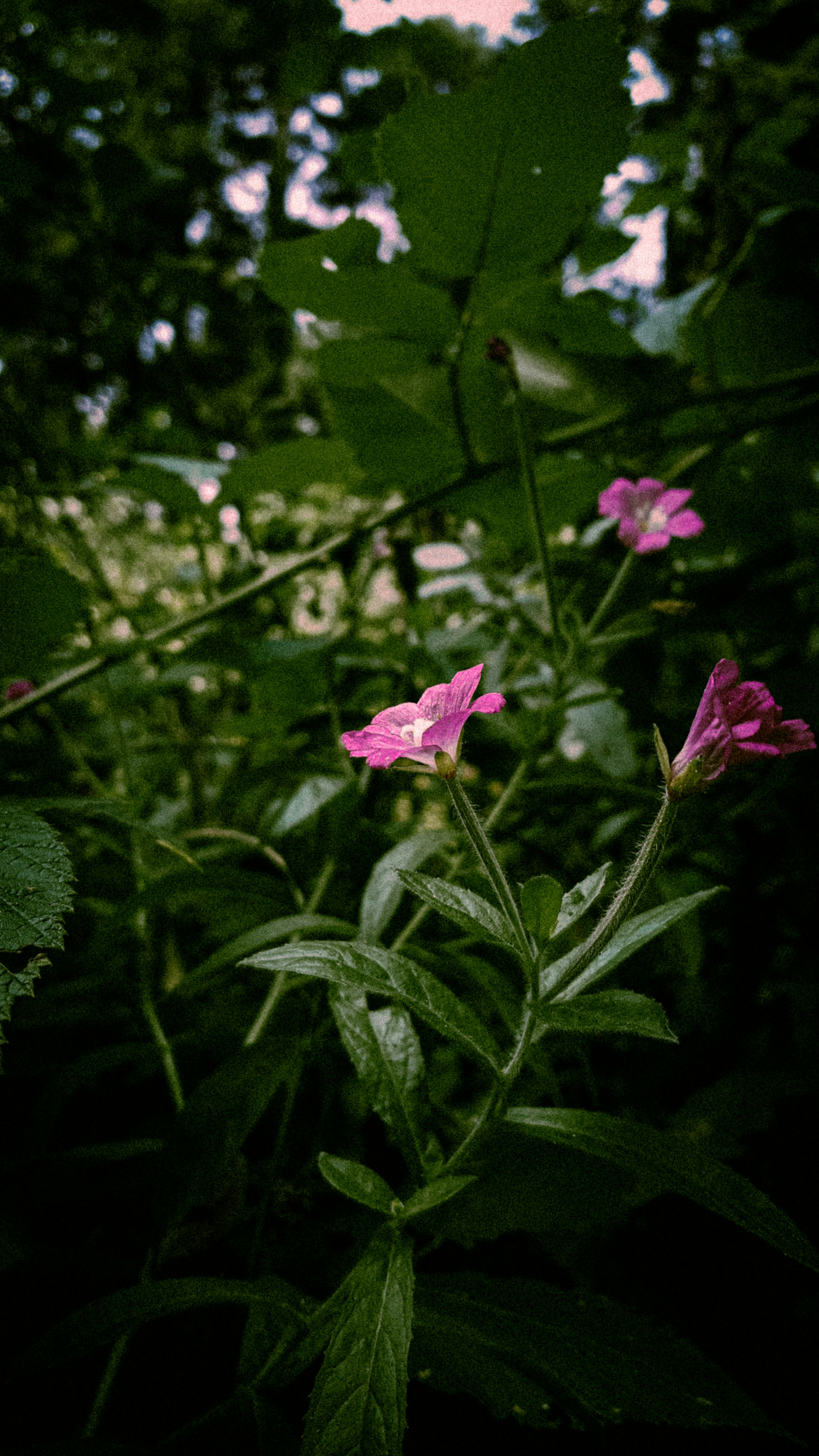 Photo by zulalla