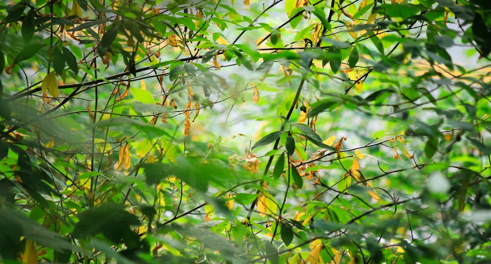 green leaves on brown tree branch during daytime