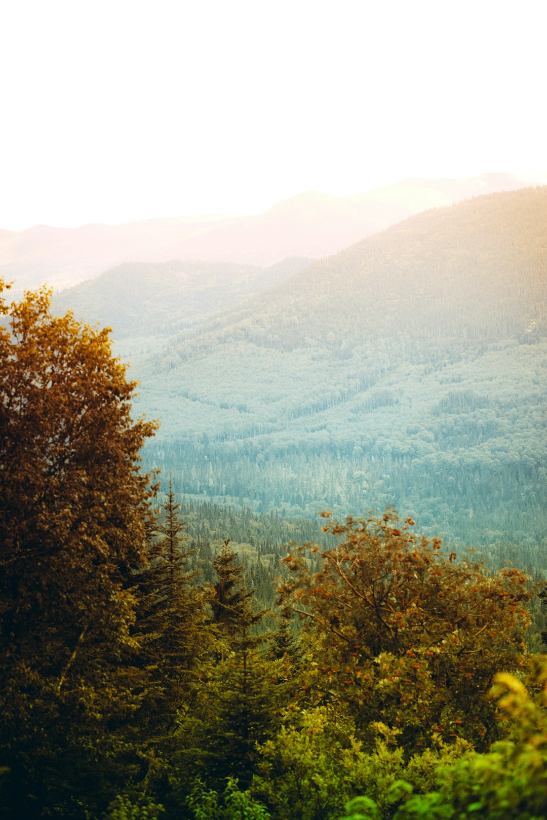 green and brown trees near body of water during daytime