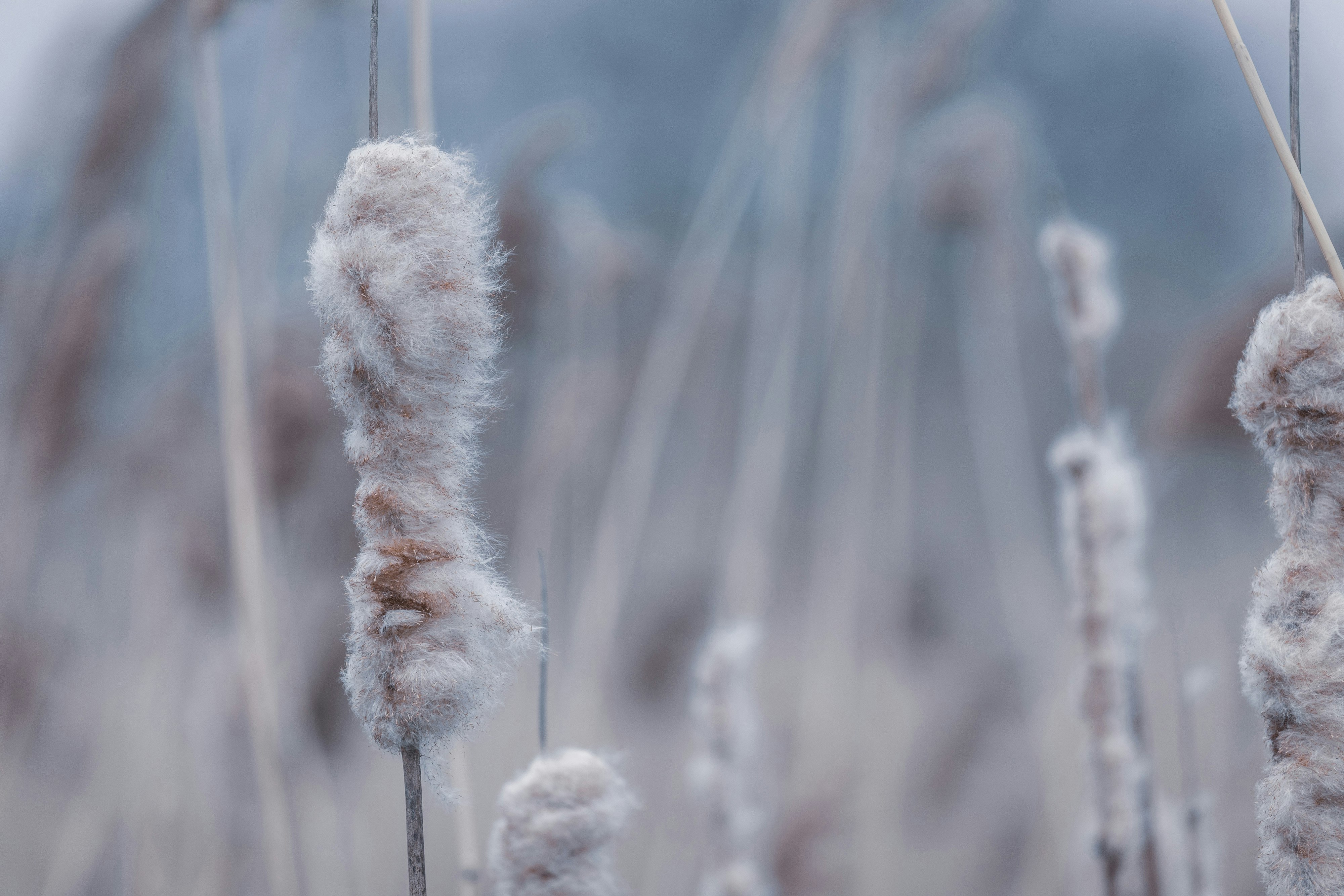 white dandelion in close up photography