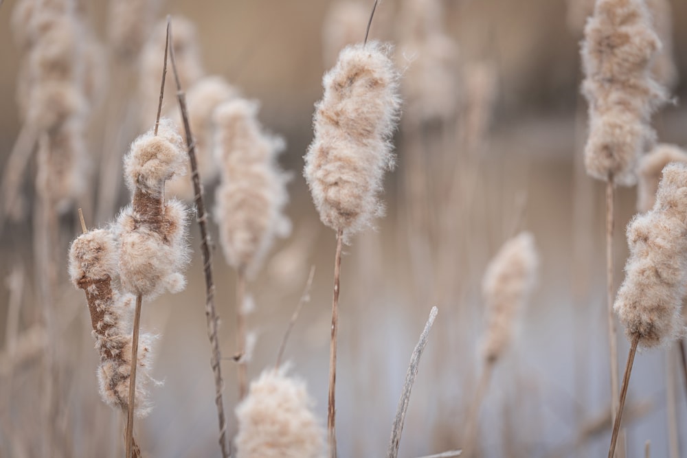 white flowers in tilt shift lens