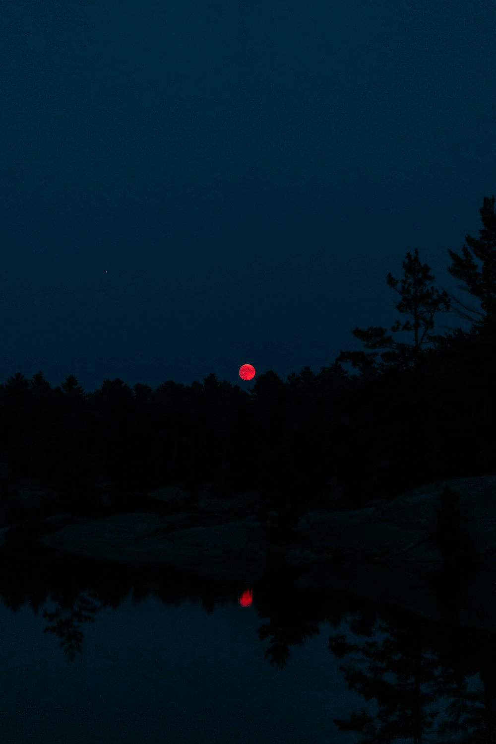 silhouette of trees during night time