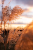 A scenic view of the pampas at sunset, evoking the spirit behind the products.