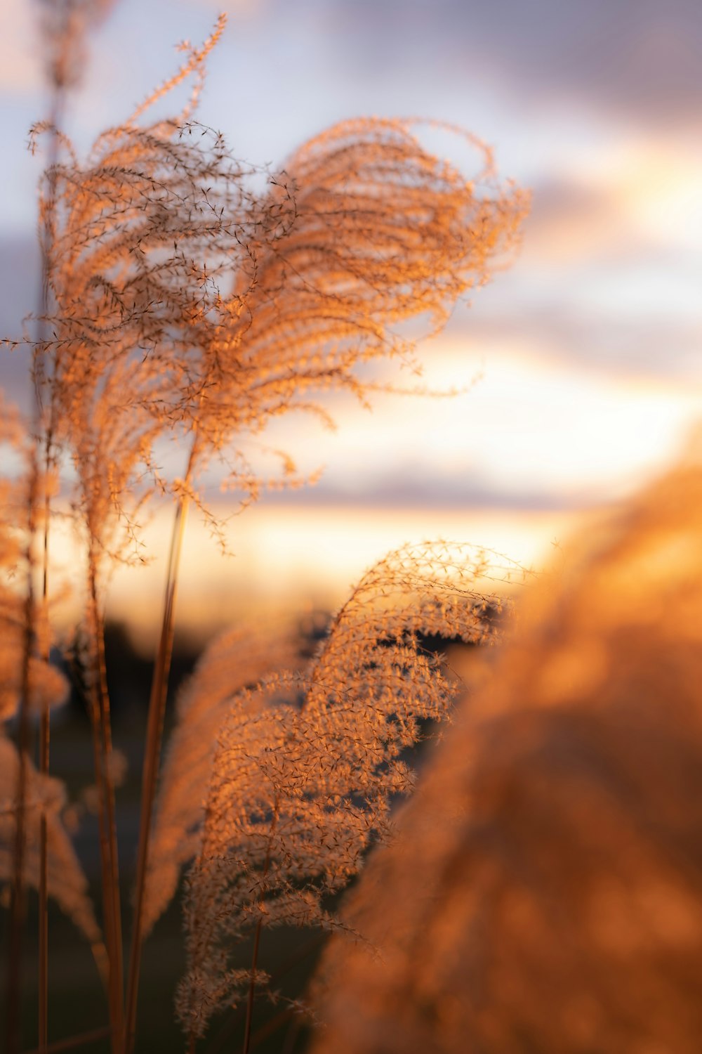 brown grass during golden hour