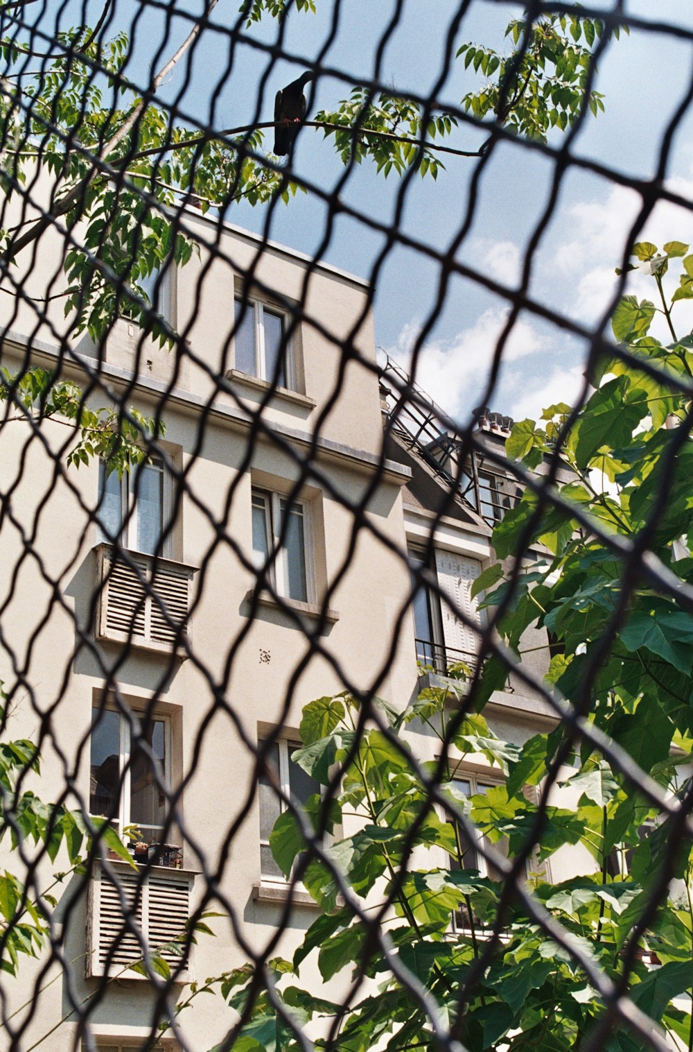 black metal fence near green plants