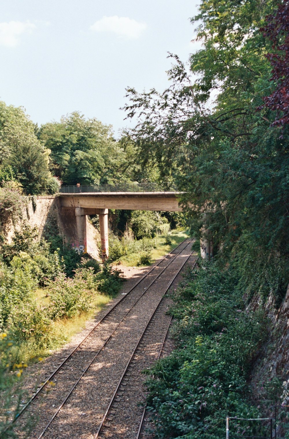 brown wooden bridge near green trees during daytime