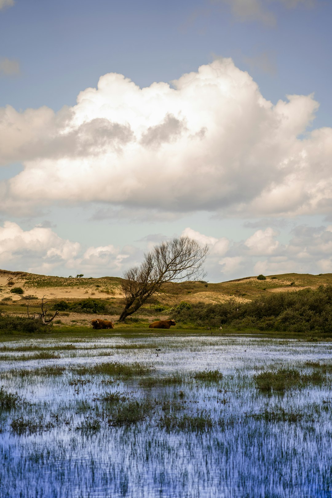 brown grass field near body of water under white clouds during daytime