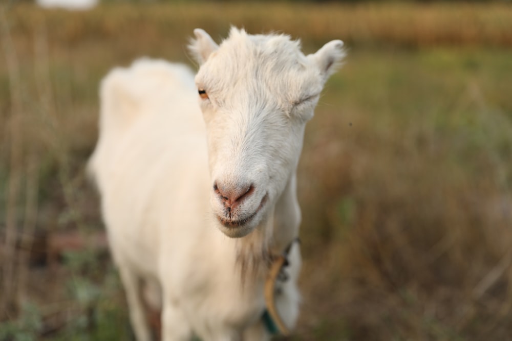 white goat on brown grass field during daytime
