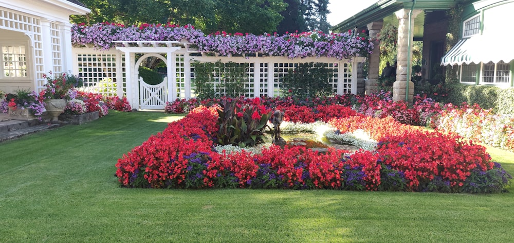 red flowers on green grass lawn