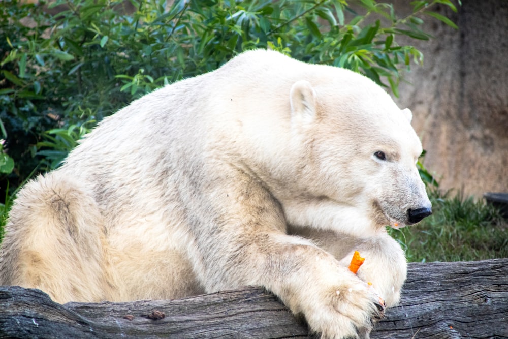 낮 동안 갈색 나무 통나무에 흰 북극곰