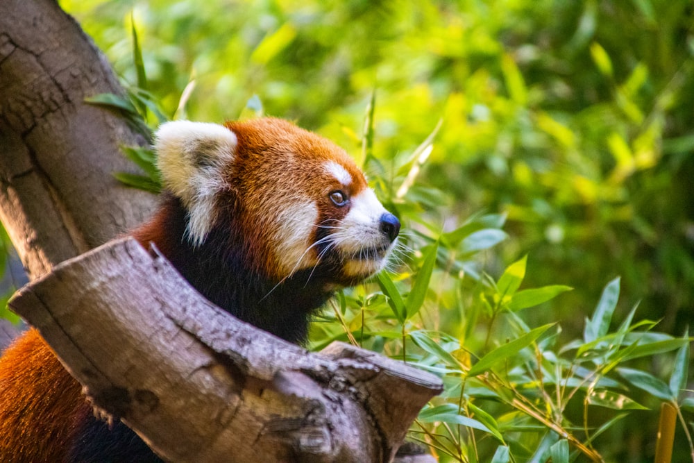 panda vermelho no ramo da árvore durante o dia