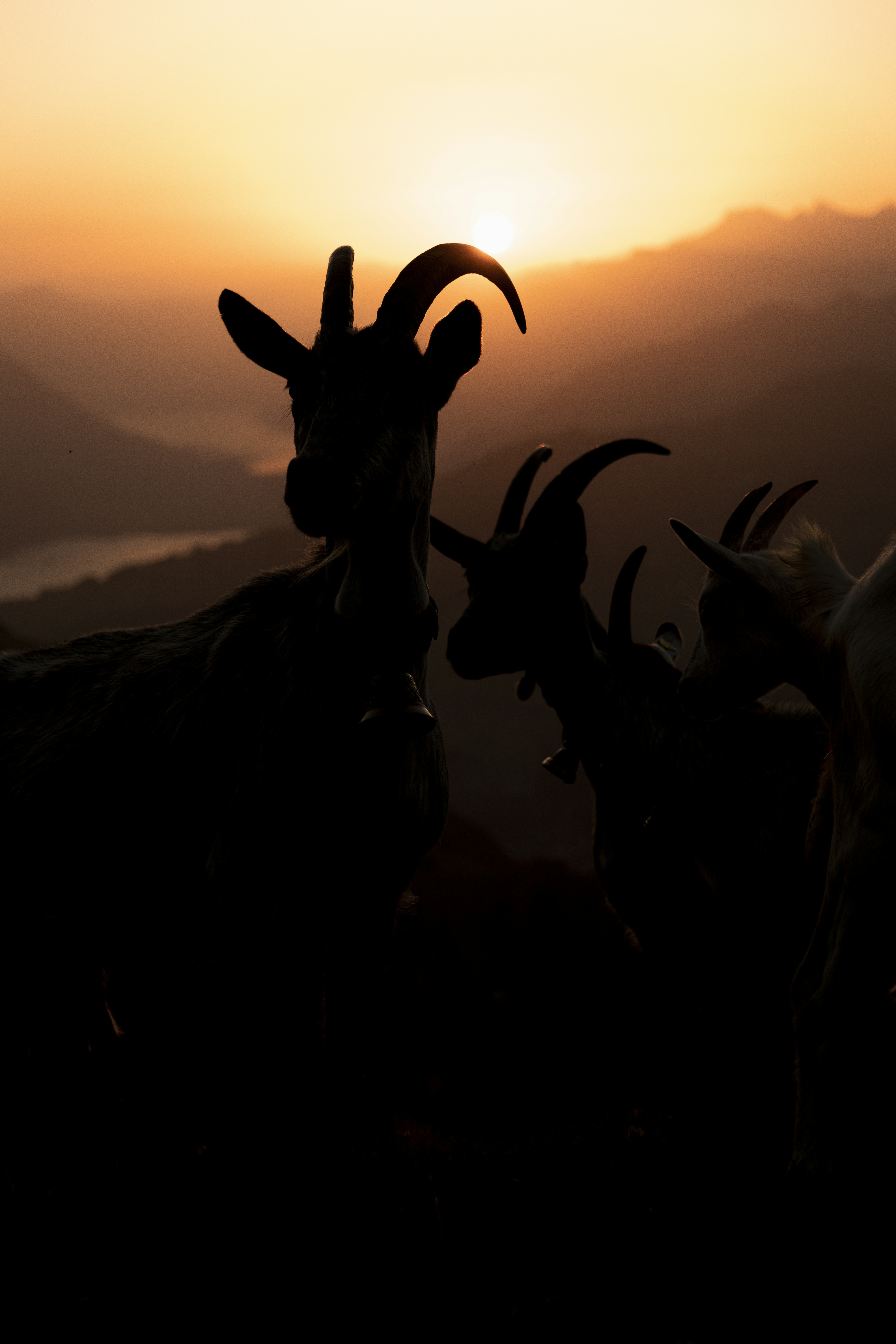 The silhouette of three goats against the sunset.
