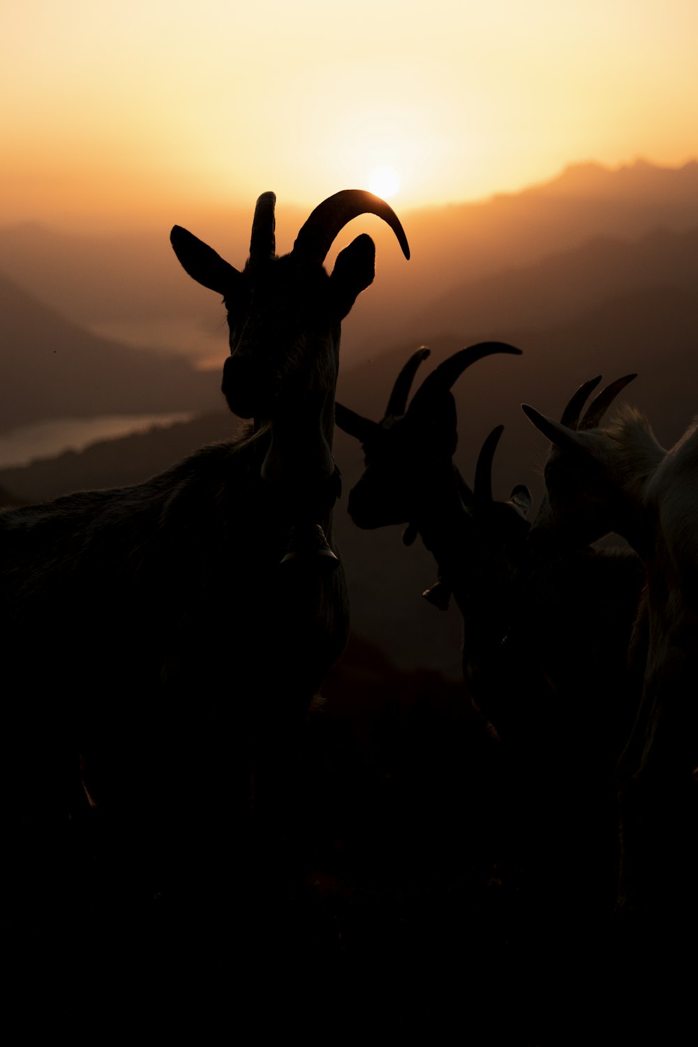 silhouette of deer during sunset