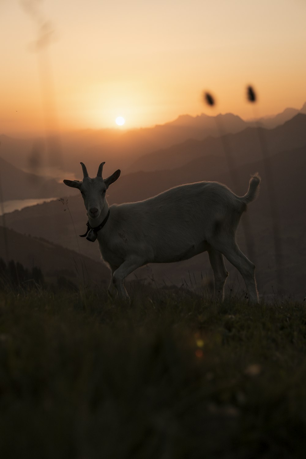 cerf blanc sur l’herbe verte au coucher du soleil