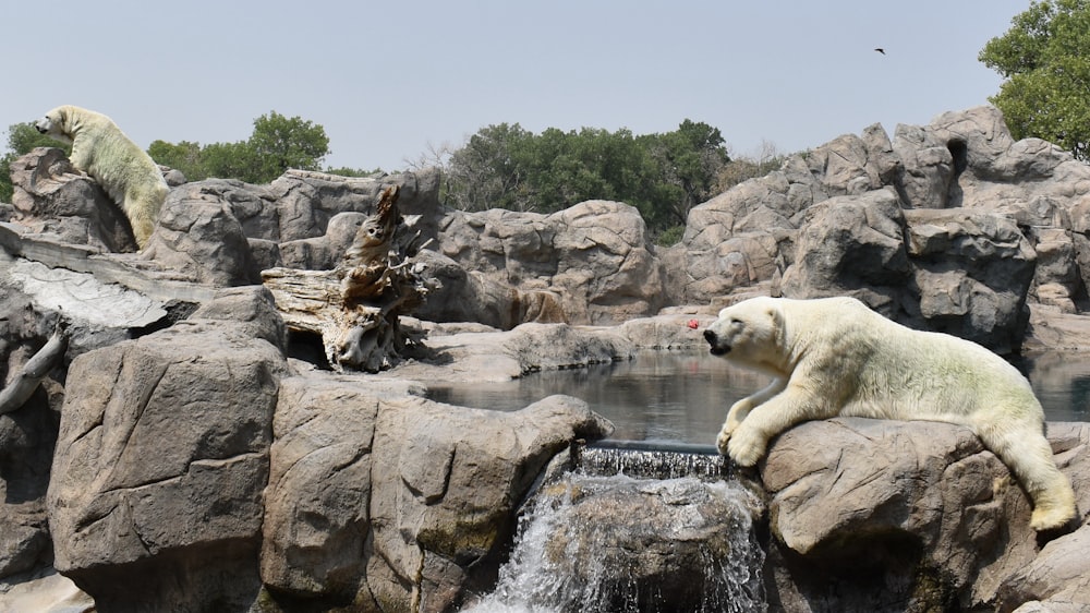 polar bear on rock formation during daytime