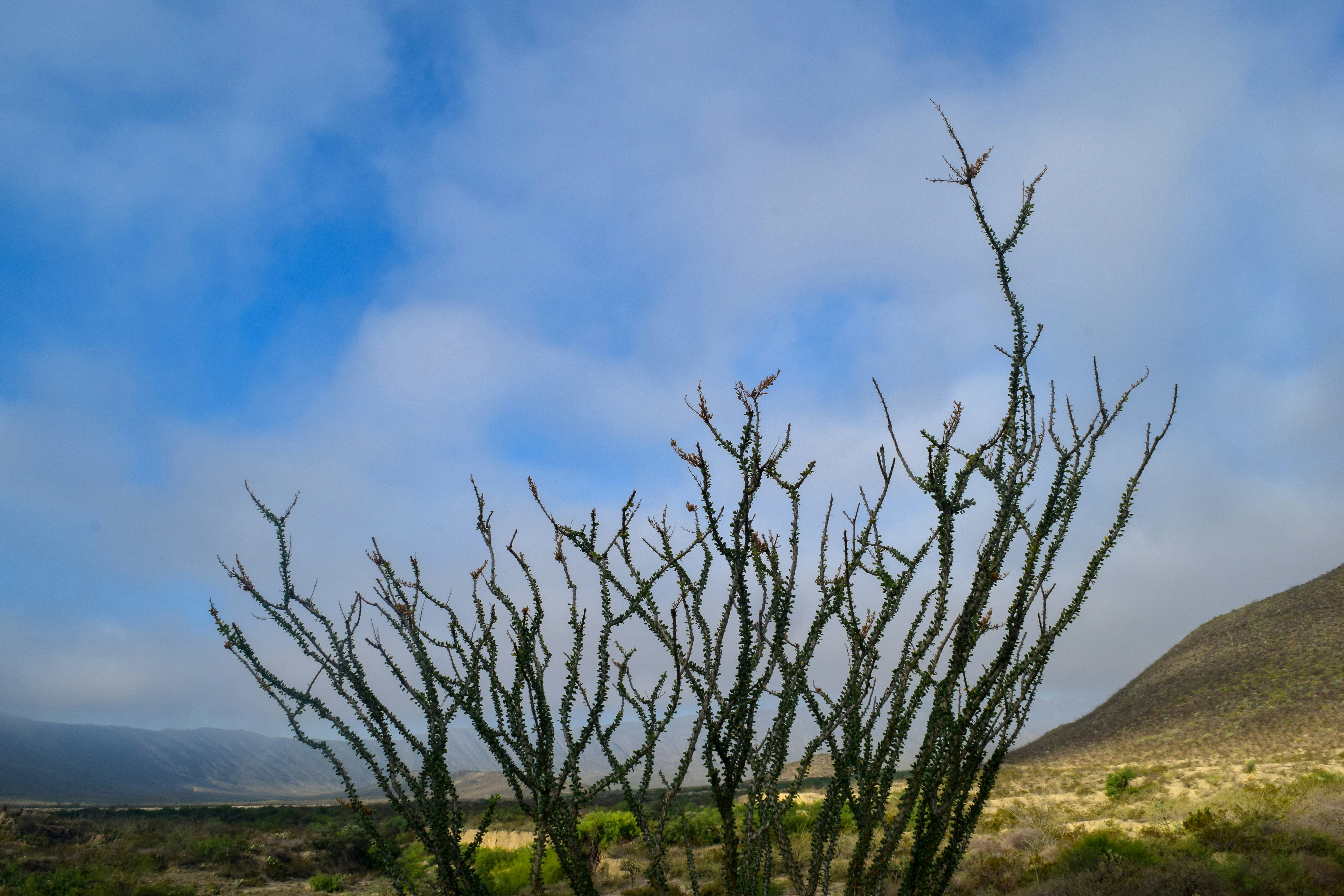 árvore sem folhas no campo verde da grama sob o céu azul